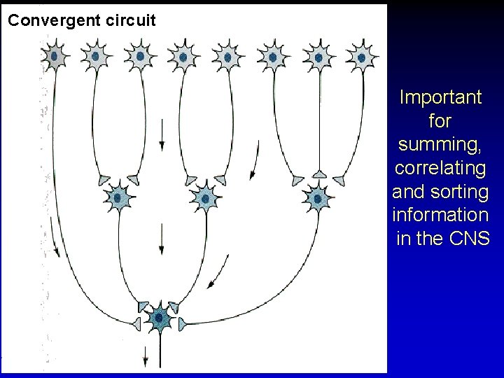 Convergent circuit Important for summing, correlating and sorting information in the CNS 