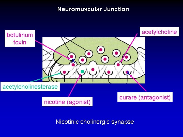 Neuromuscular Junction acetylcholine botulinum toxin X X acetylcholinesterase nicotine (agonist) curare (antagonist) Nicotinic cholinergic
