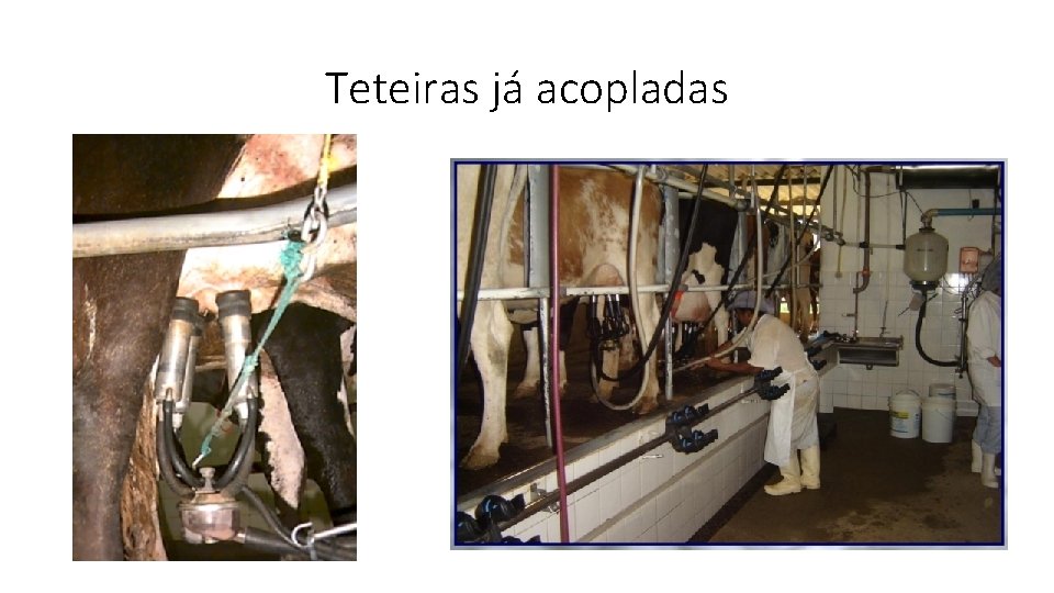 Teteiras já acopladas 