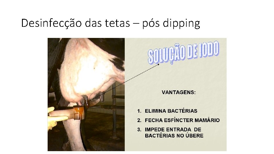 Desinfecção das tetas – pós dipping 