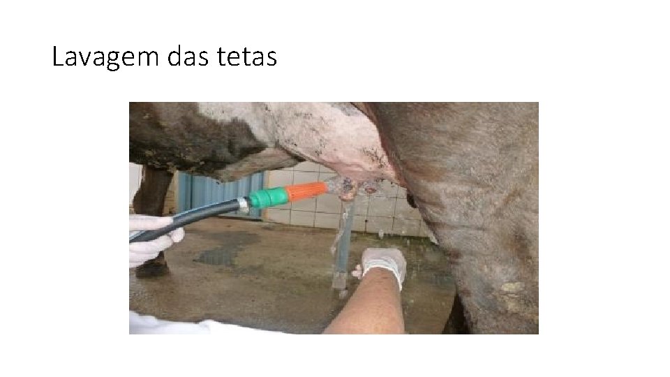 Lavagem das tetas 