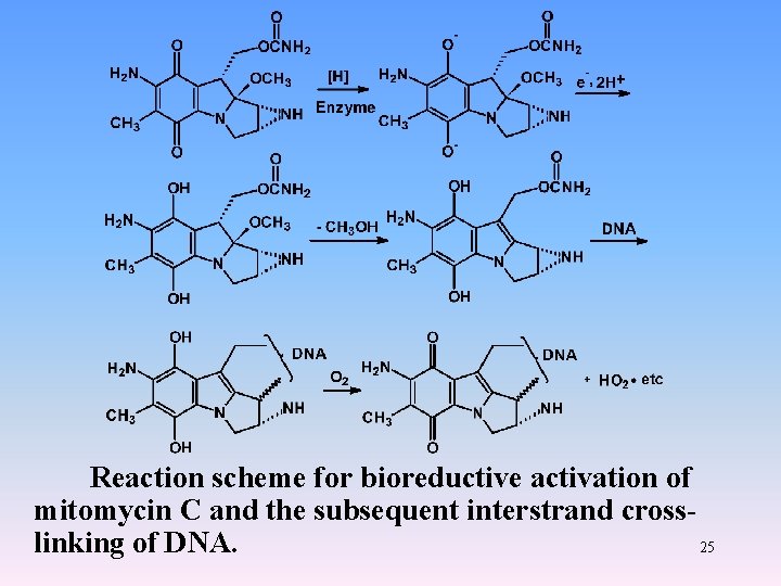 Reaction scheme for bioreductive activation of mitomycin C and the subsequent interstrand crosslinking of