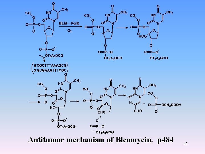 Antitumor mechanism of Bleomycin. p 484 40 