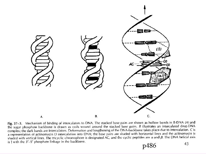 p 486 43 