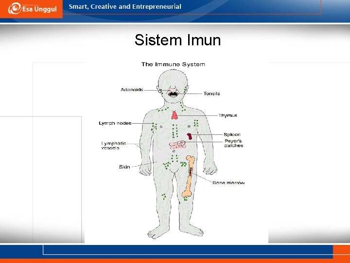 Sistem Imun 