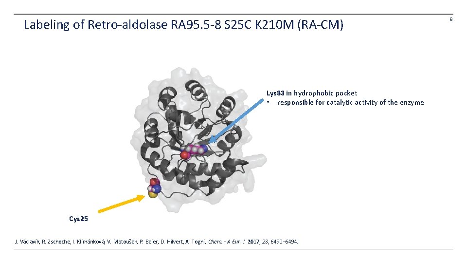 Labeling of Retro-aldolase RA 95. 5 -8 S 25 C K 210 M (RA-CM) Labeling of Retro-aldolase RA 95. 5 -8 S 25 C K 210 M (RA-CM)