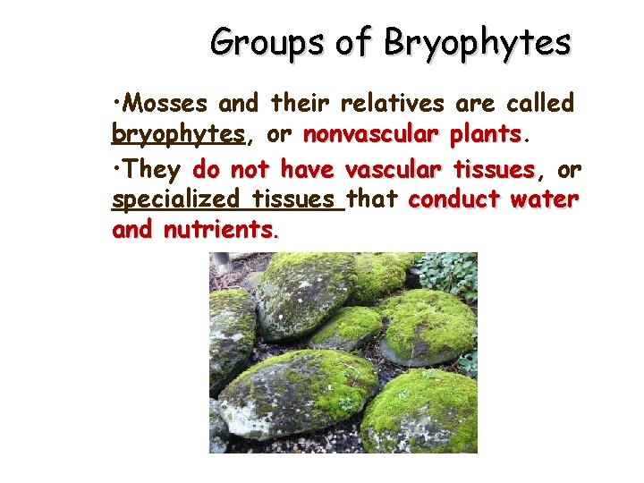 Groups of Bryophytes • Mosses and their relatives are called bryophytes, or nonvascular plants