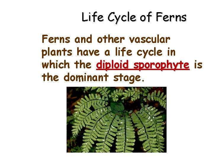 Life Cycle of Ferns and other vascular plants have a life cycle in which