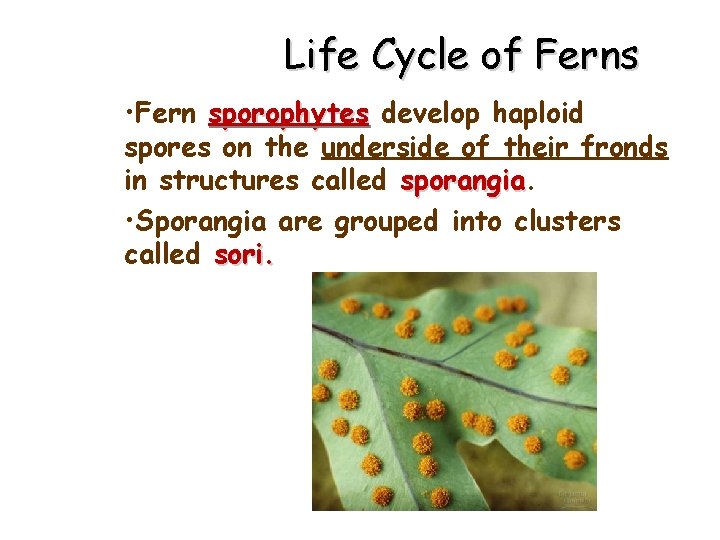 Life Cycle of Ferns • Fern sporophytes develop haploid spores on the underside of