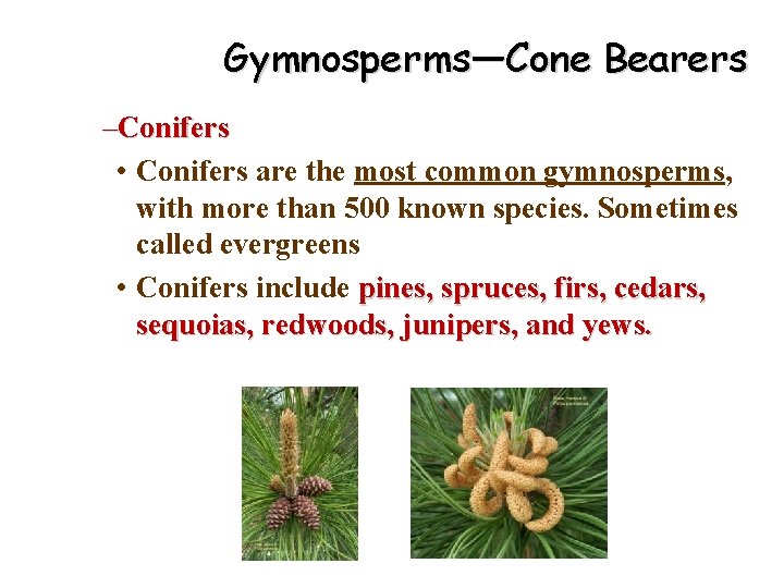 Gymnosperms—Cone Bearers –Conifers • Conifers are the most common gymnosperms, with more than 500