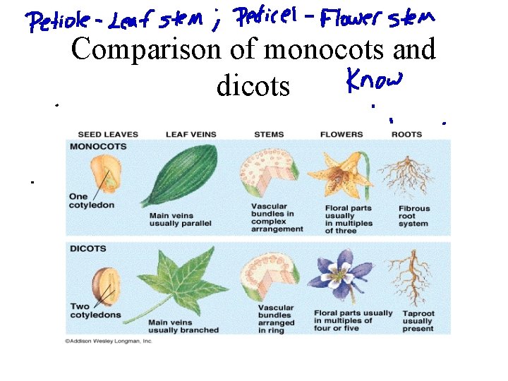 Comparison of monocots and dicots 