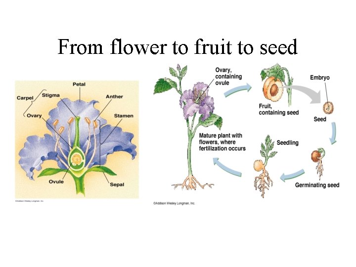 From flower to fruit to seed 