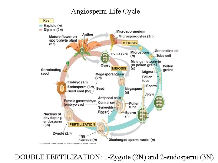 Angiosperm Life Cycle DOUBLE FERTILIZATION: 1 -Zygote (2 N) and 2 -endosperm (3 N)