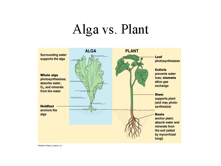 Alga vs. Plant 