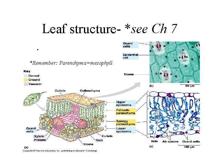 Leaf structure- *see Ch 7 *Remember: Parenchyma=mesophyll 