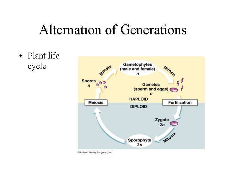 Alternation of Generations • Plant life cycle 