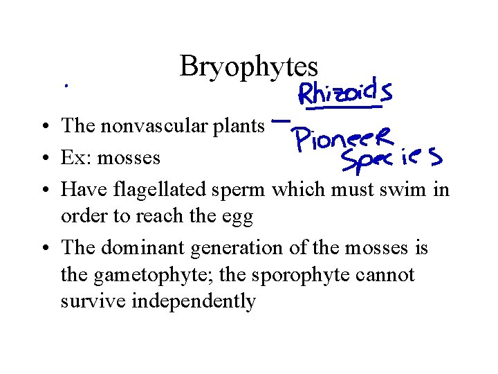 Bryophytes • The nonvascular plants • Ex: mosses • Have flagellated sperm which must