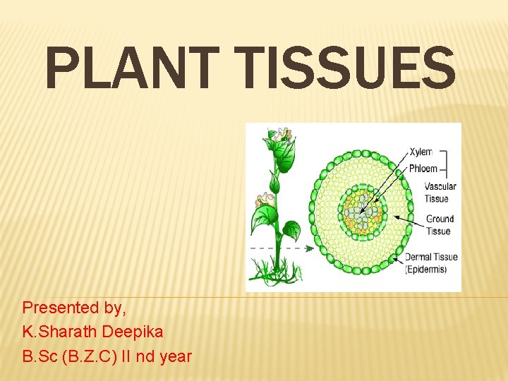 PLANT TISSUES Presented by, K. Sharath Deepika B. Sc (B. Z. C) II nd