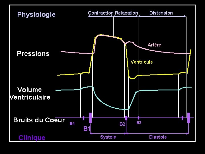 Contraction Relaxation Physiologie Distension Artère Pressions Ventricule Volume Ventriculaire Bruits du Coeur Clinique B Contraction Relaxation Physiologie Distension Artère Pressions Ventricule Volume Ventriculaire Bruits du Coeur Clinique B