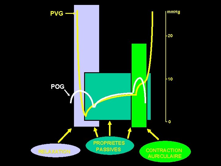 mm. Hg PVG 20 10 POG 0 RELAXATION PROPRIETES PASSIVES CONTRACTION AURICULAIRE 
