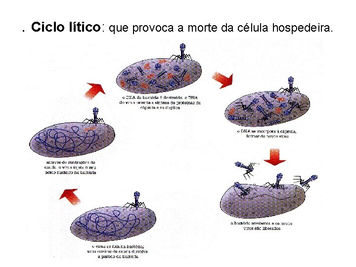 . Ciclo lítico: que provoca a morte da célula hospedeira. . Ciclo lítico: que provoca a morte da célula hospedeira.