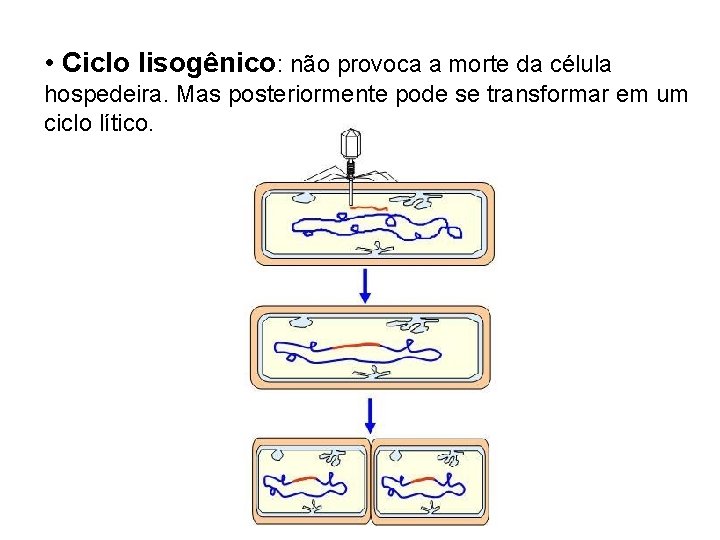• Ciclo lisogênico: não provoca a morte da célula hospedeira. Mas posteriormente pode • Ciclo lisogênico: não provoca a morte da célula hospedeira. Mas posteriormente pode