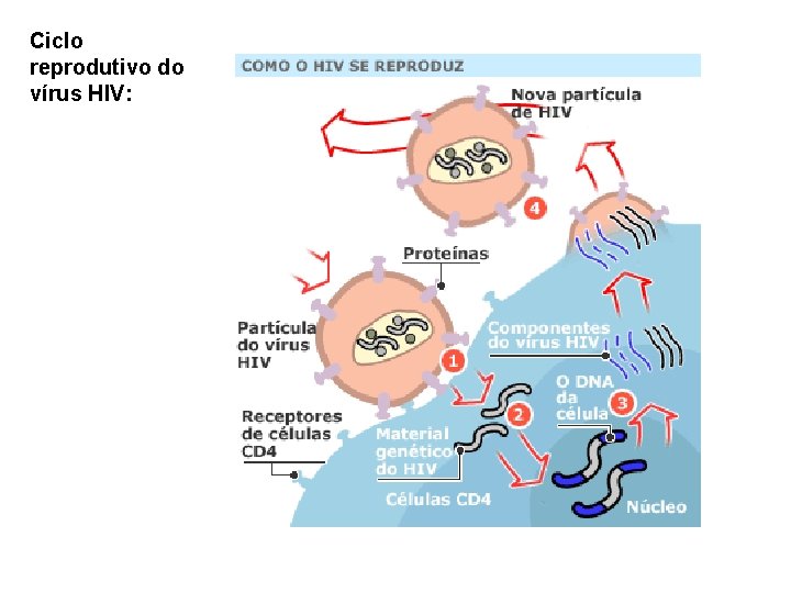 Ciclo reprodutivo do vírus HIV: Ciclo reprodutivo do vírus HIV: