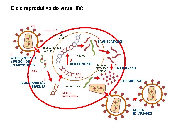 Ciclo reprodutivo do vírus HIV: Ciclo reprodutivo do vírus HIV: