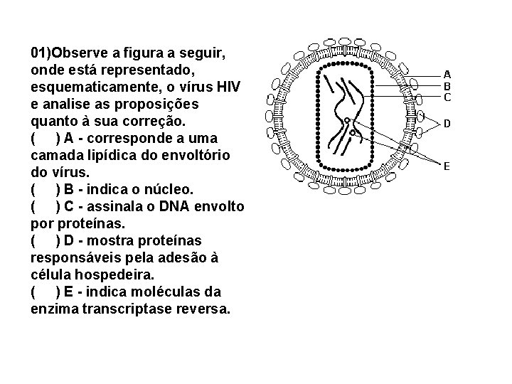 01)Observe a figura a seguir, onde está representado, esquematicamente, o vírus HIV e analise 01)Observe a figura a seguir, onde está representado, esquematicamente, o vírus HIV e analise