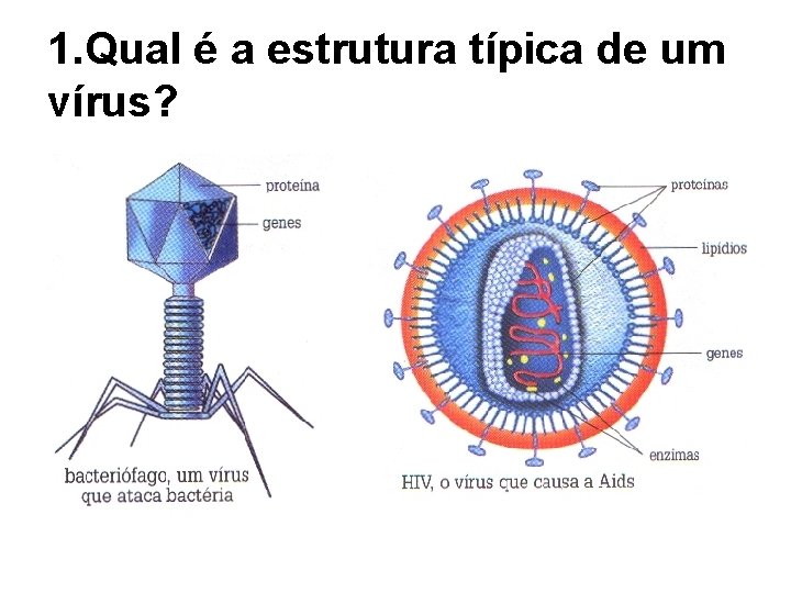 1. Qual é a estrutura típica de um vírus? 1. Qual é a estrutura típica de um vírus?
