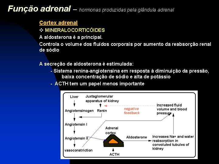 Função adrenal – hormonas produzidas pela glândula adrenal Cortex adrenal v MINERALOCORTICÓIDES A aldosterona