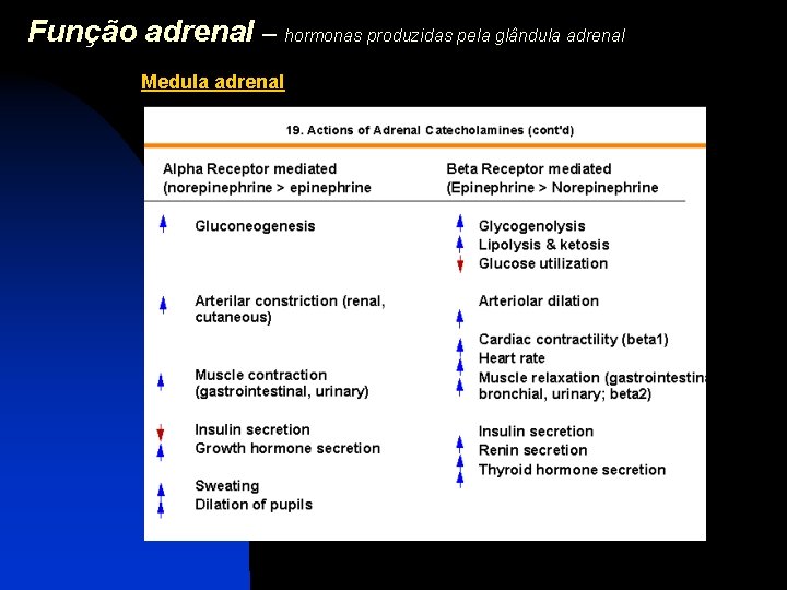 Função adrenal – hormonas produzidas pela glândula adrenal Medula adrenal 