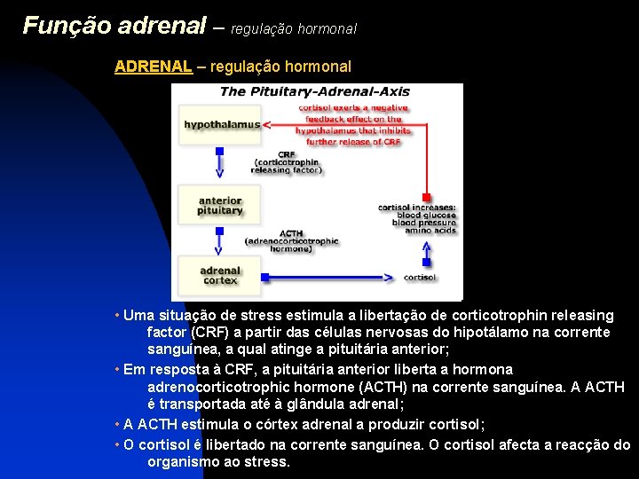 Função adrenal – regulação hormonal ADRENAL – regulação hormonal • Uma situação de stress