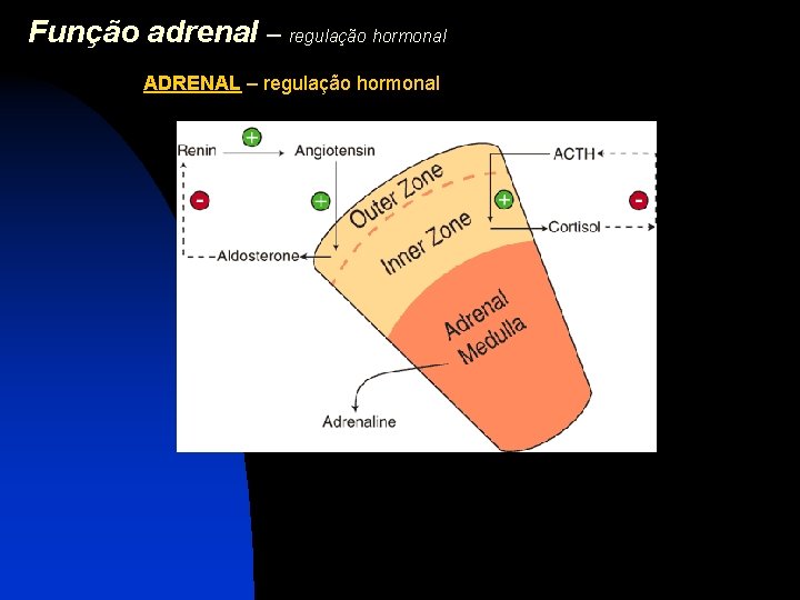Função adrenal – regulação hormonal ADRENAL – regulação hormonal 