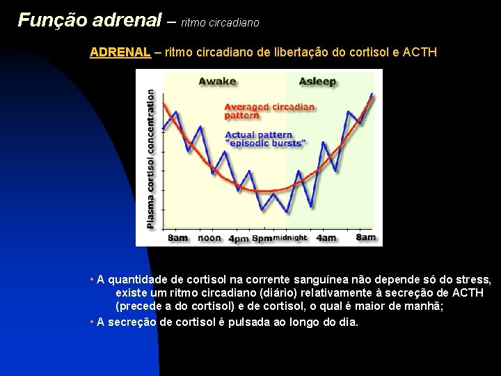 Função adrenal – ritmo circadiano ADRENAL – ritmo circadiano de libertação do cortisol e