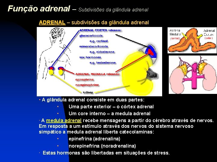 Função adrenal – Subdivisões da glândula adrenal ADRENAL – subdivisões da glândula adrenal •