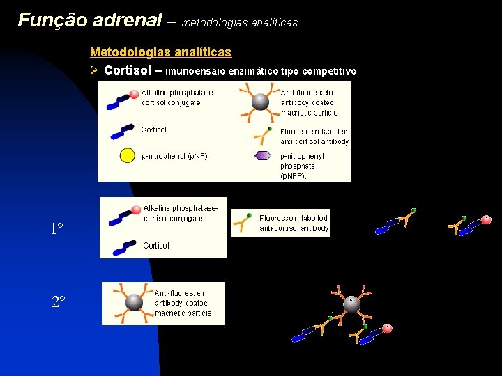 Função adrenal – metodologias analíticas Metodologias analíticas Ø Cortisol – imunoensaio enzimático tipo competitivo