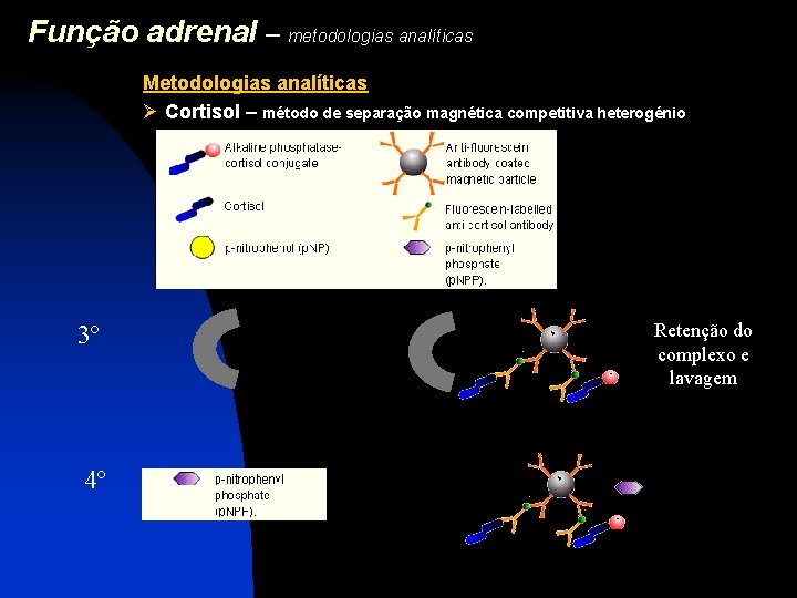 Função adrenal – metodologias analíticas Metodologias analíticas Ø Cortisol – método de separação magnética