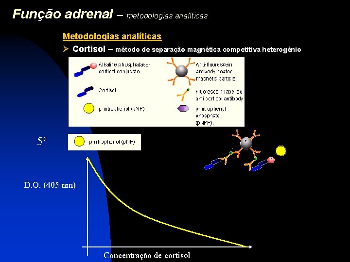 Função adrenal – metodologias analíticas Metodologias analíticas Ø Cortisol – método de separação magnética
