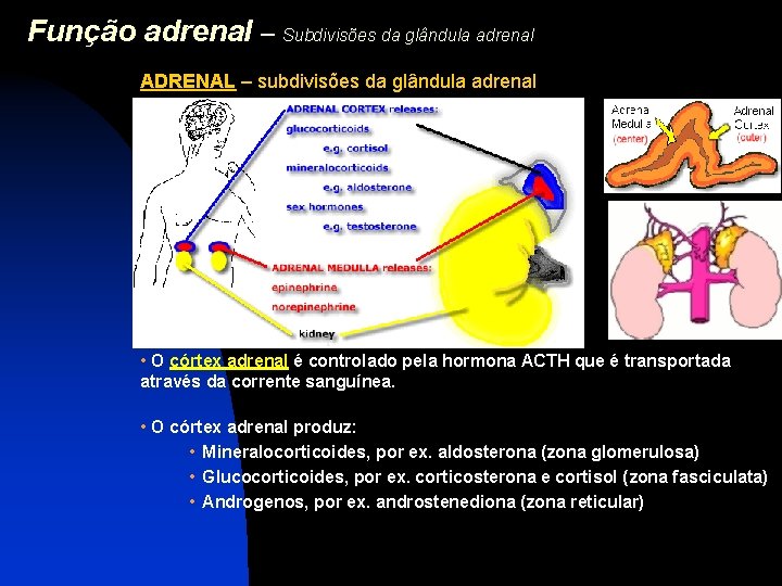 Função adrenal – Subdivisões da glândula adrenal ADRENAL – subdivisões da glândula adrenal •