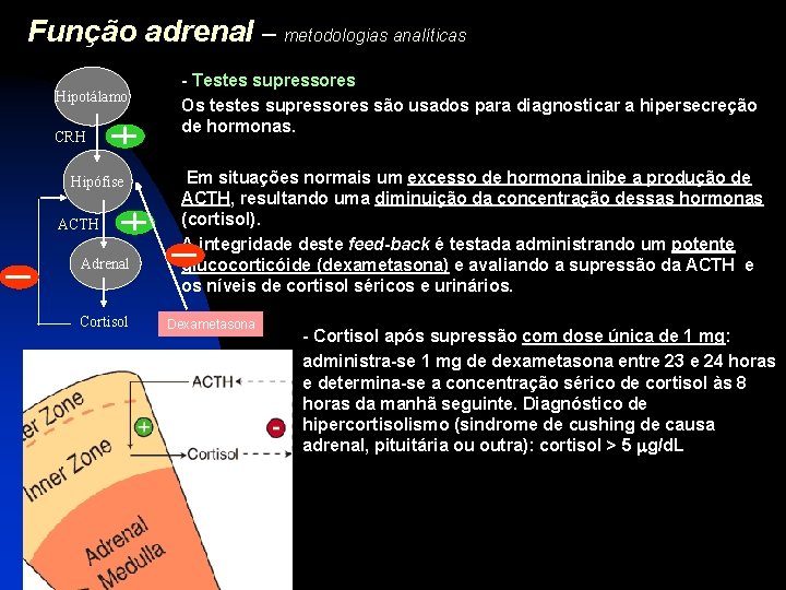 Função adrenal – metodologias analíticas Hipotálamo CRH Hipófise ACTH Adrenal Cortisol - Testes supressores