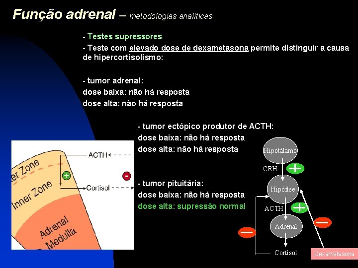 Função adrenal – metodologias analíticas - Testes supressores - Teste com elevado dose de