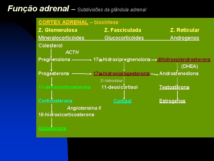 Função adrenal – Subdivisões da glândula adrenal CORTEX ADRENAL – biosíntese Z. Glomerulosa Z.