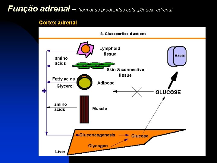 Função adrenal – hormonas produzidas pela glândula adrenal Cortex adrenal 