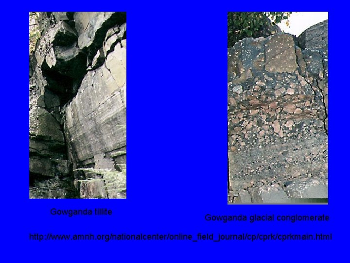 Gowganda tillite Gowganda glacial conglomerate http: //www. amnh. org/nationalcenter/online_field_journal/cp/cprkmain. html 