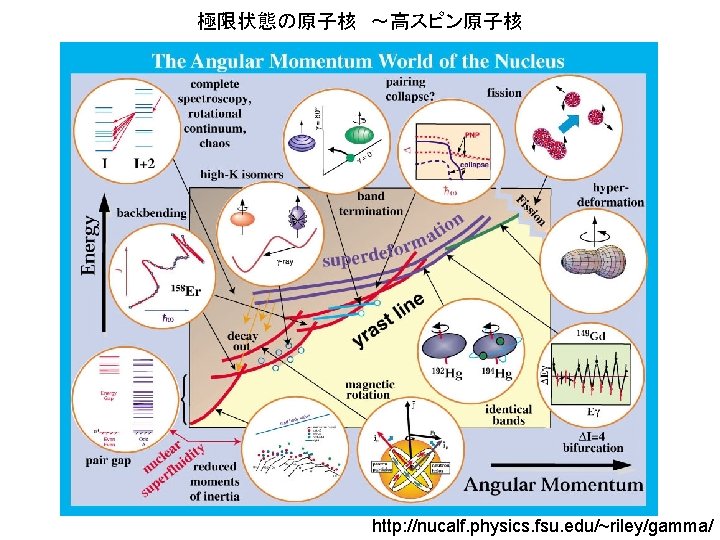 極限状態の原子核　～高スピン原子核 http: //nucalf. physics. fsu. edu/~riley/gamma/ 