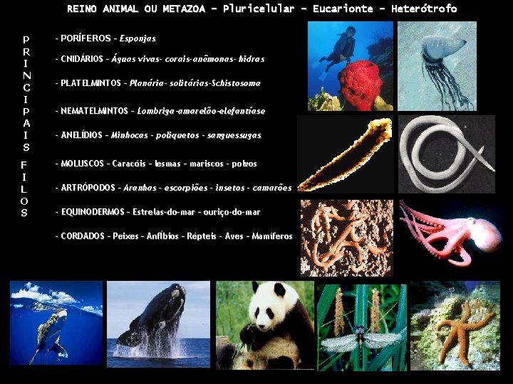 REINO ANIMAL OU METAZOA - Pluricelular – Eucarionte – Heterótrofo P R I N