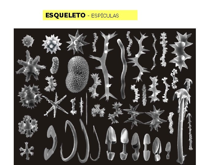 ESQUELETO - ESPÍCULAS 