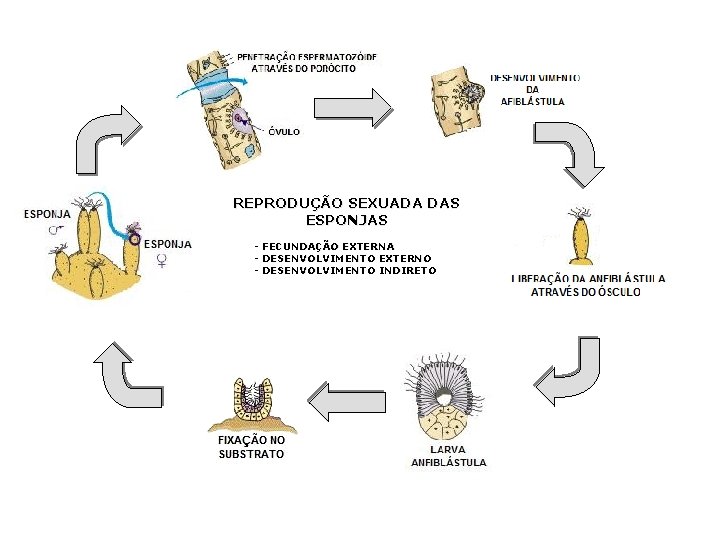 REPRODUÇÃO SEXUADA DAS ESPONJAS - FECUNDAÇÃO EXTERNA - DESENVOLVIMENTO EXTERNO - DESENVOLVIMENTO INDIRETO 