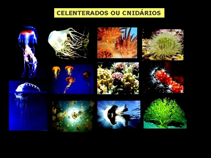 CELENTERADOS OU CNIDÁRIOS 